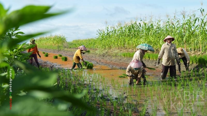 Serikat Petani Kalsel Siap Bantu Program Cetak Sawah Pemerintah