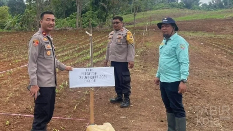 Usai Penanaman Jagung Serentak, Wakapolres Kotabaru Tinjau Perkembangan Hasil Tanam