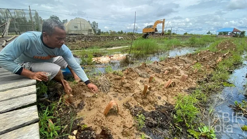 Dinas Pertanian Tapin Apresiasi Penanaman Cabai Metode Apung Poktan Karya Baru