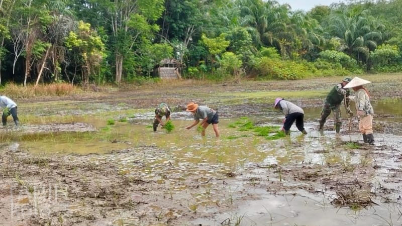 Tingkatkan Ketahanan Pangan, Satgas TMMD Kodim 1004/Kotabaru bersama Masyarakat Gelar Penanaman Padi