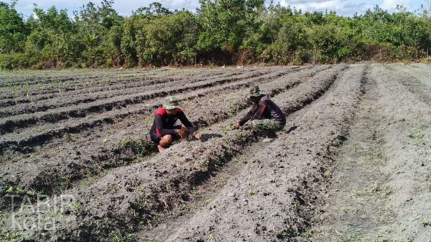 Satgas TMMD Kodim 1012/Buntok Gelar Perawatan Kebun Buah di Sababilah