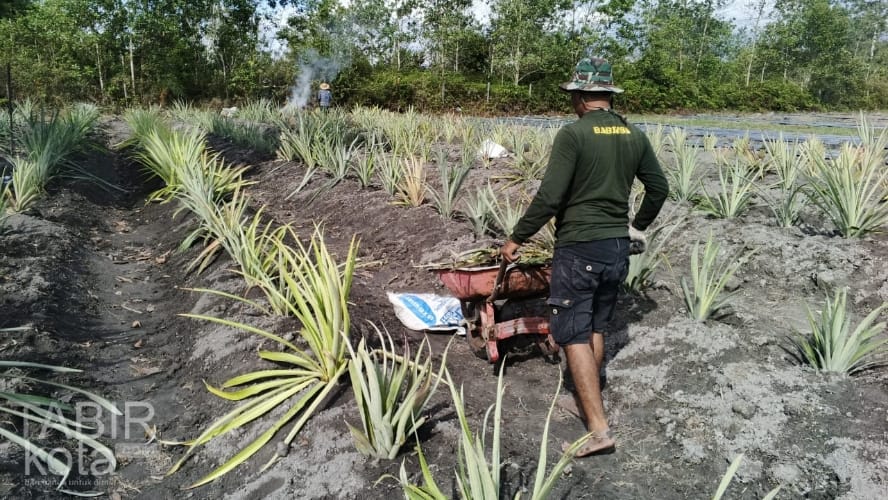Percepat Pembersihan Lahan Pertanian, Satgas TMMD Kodim 1012/Buntok Manfaatkan Gerobak Dorong
