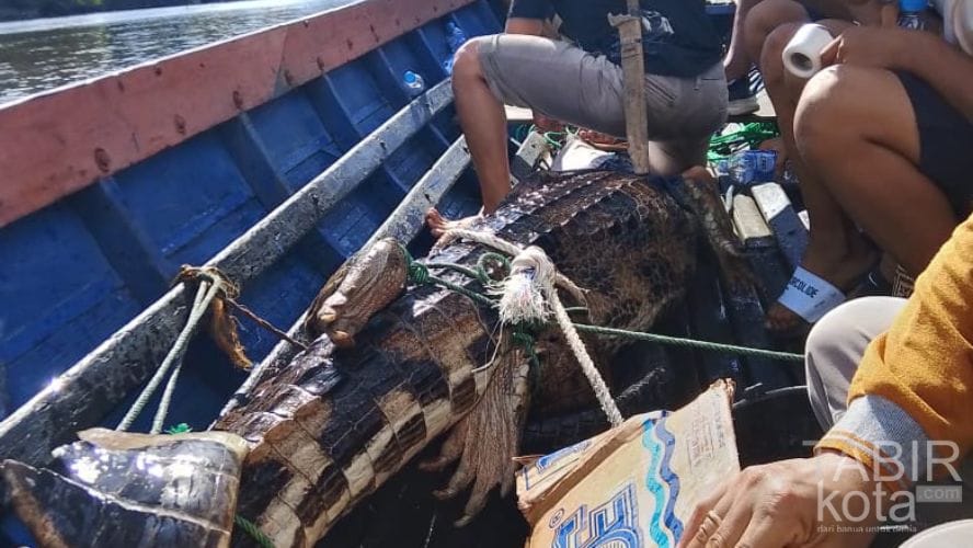 Tersangkut di Jaring Warga, Buaya Sepit 3 Meter Dievakuasi di Danau Kalahien Barsel