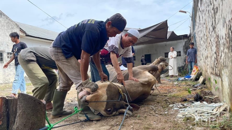 Bantu Warga, DPD Nasdem HST Sembelih Lima Sapi Kurban