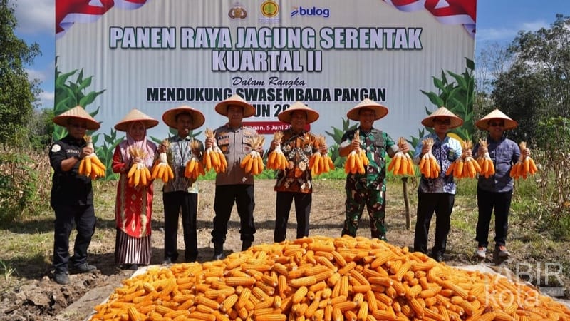 Ikuti Panen Raya Jagung Serentak, Bupati Balangan: Swasembada Pangan Tanggung Jawab Semua Pihak
