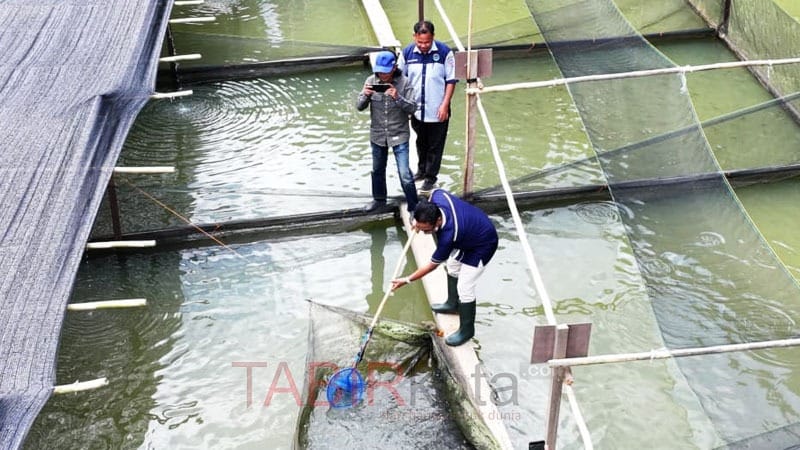 Hadiri Panen Ikan Perdana, Bupati Mura Apresiasi Pengembangan Ketahanan Pangan BUMDes Hopakat Maju Bersama