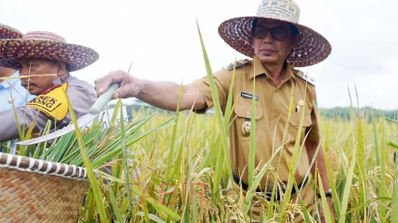 Hadiri Panen Raya Padi di Lampihong, Wabup Balangan Komitmen Dorong Peningkatan SDM Pertanian