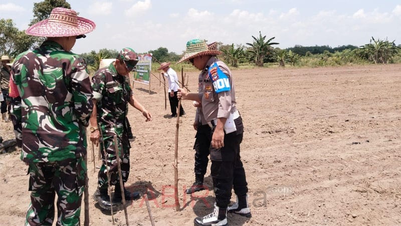Dukung Ketahanan Pangan, Polsek Tapin Utara Tanam Jagung Serentak