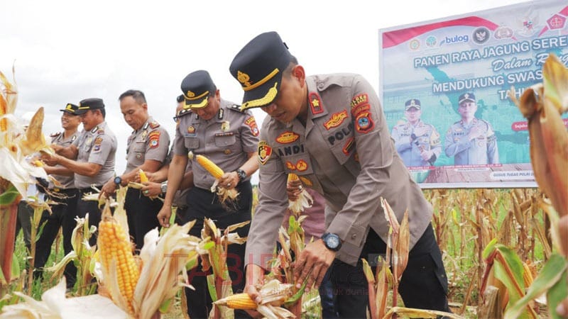Percepatan Swasembada Pangan, Polres Kotabaru bersama PT BSS Panen Raya Jagung di Pulau Laut Timur