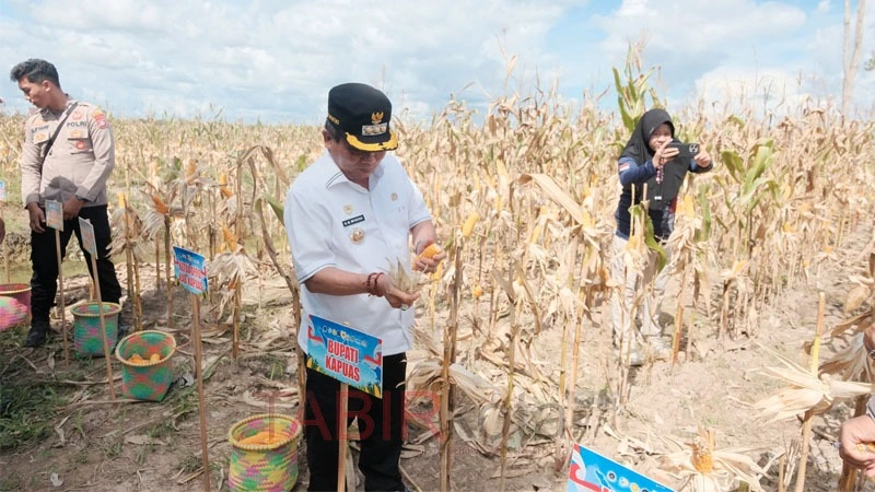 Hadiri Panen Raya Jagung Serentak, Bupati Kapuas Komitmen Dukung Kehanan Pangan Nasional
