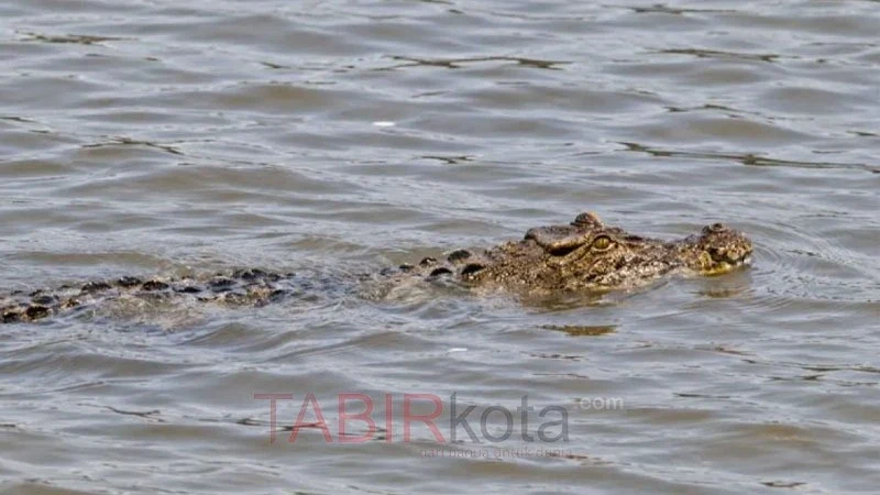 Penampakan buaya sepanjang kurang lebih dua meter di Sungai Kapuas (foto: tangkapan layar)