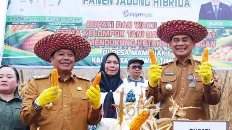 Bupati Barut, H Shalahudiin (kanan) bersama Wabup setempat, Felix Sonadie Y Tingan (kiri) mengikuti panen bersama jagung hibrida di Mampuak I (foto: TABIRkota/diskominfosandi)