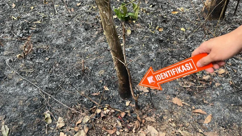 Karhutla di HST, Seorang Warga Tewas Terpanggang